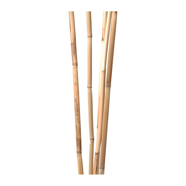 Bamboo Reed Natural BA02: a set of straight, naturally dried bamboo reeds in pale straw and honey tones