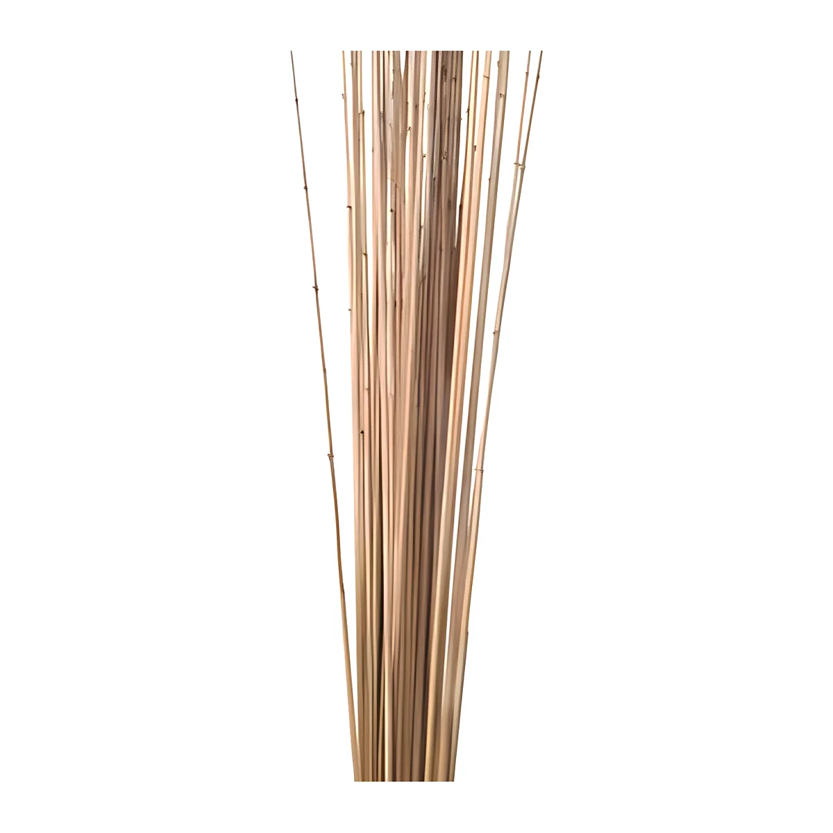 Golden Stick BA03: a bunch of very fine, straight natural reed sticks in golden straw and wheat tones