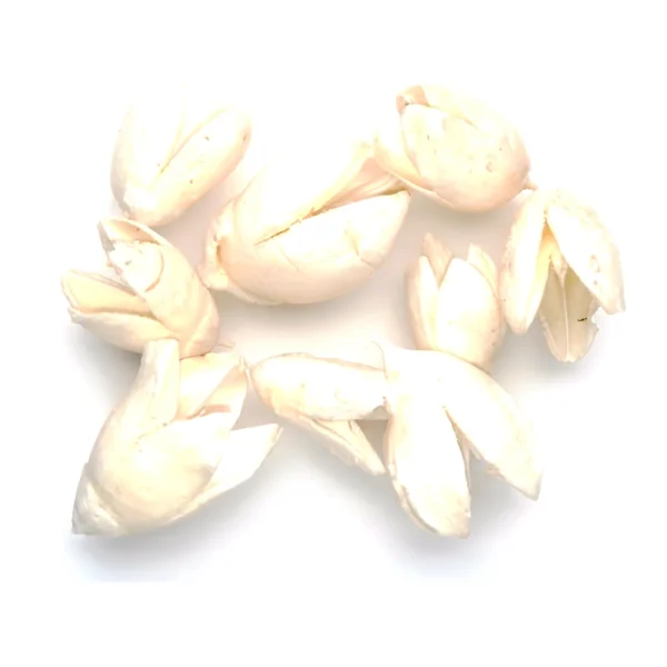 Bakuli Bleached EX05: the split Bakuli pod lightened to a soft ivory
