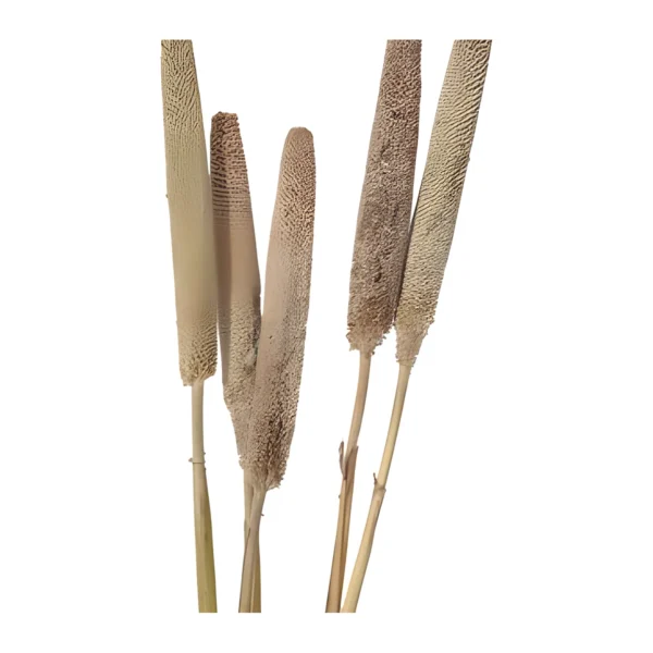 Babala EX06: a naturally dried stem topped with a long, cylindrical seed-head spike in soft taupe-beige