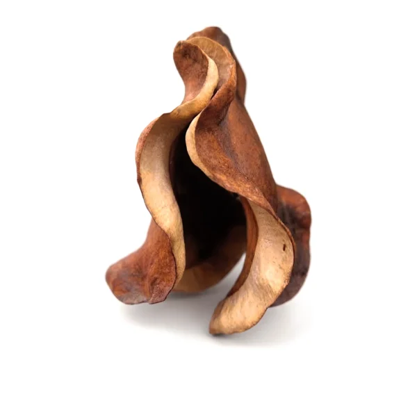 Jacaranda EX08: a naturally dried, sculptural pod shell with twisting, ruffled walls in rust brown and sand