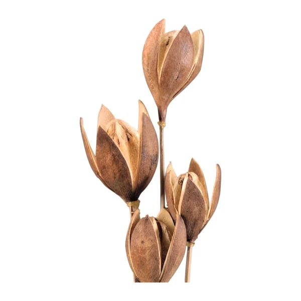 Lily Flower EX11: a naturally dried pod