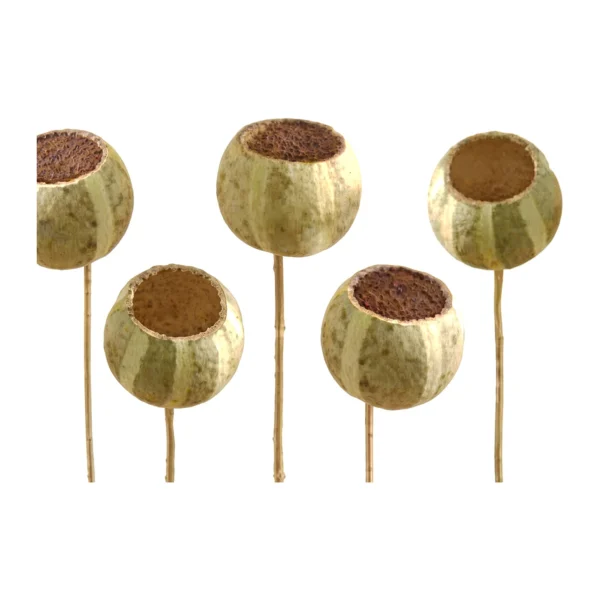 Pumpkin Cup & Stick EX16: a naturally dried, ribbed cup pod striped in sage green and cream