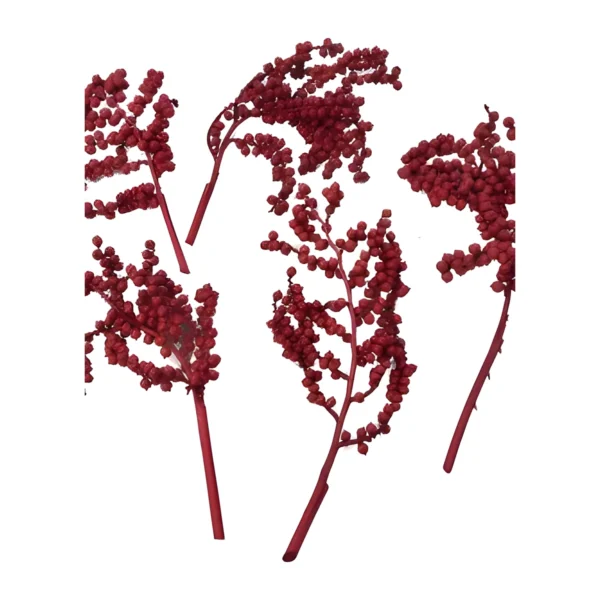 Canella Red EX20: a naturally dried, branching sprig densely set with small bead-like seed clusters