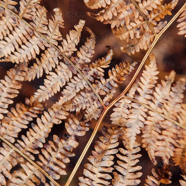 Fern EX21: a naturally dried fern frond in warm golden-tan to russet tones