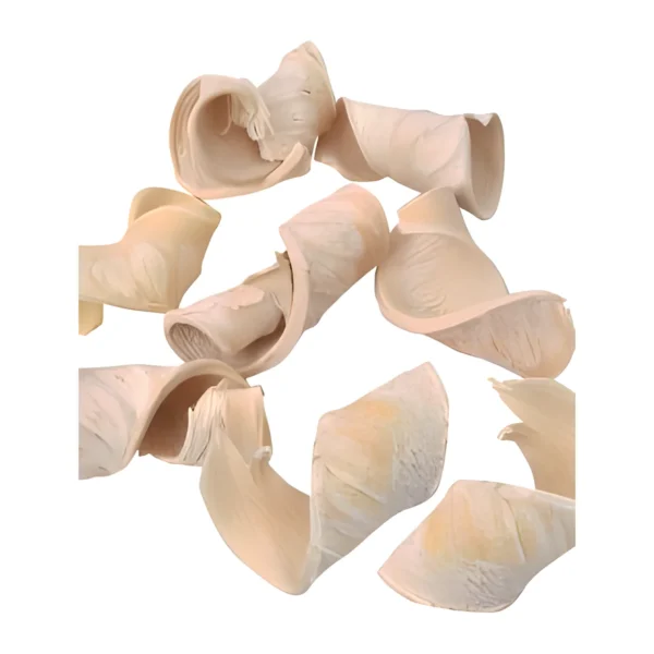 Elephant Ear Bleached EX25: a curled, scroll-like dried botanical shell bleached to ivory with a faint peach tone