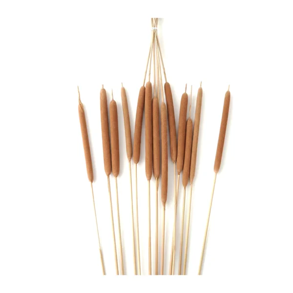 Hogla EX26: naturally dried cattail heads carried on slender golden stems