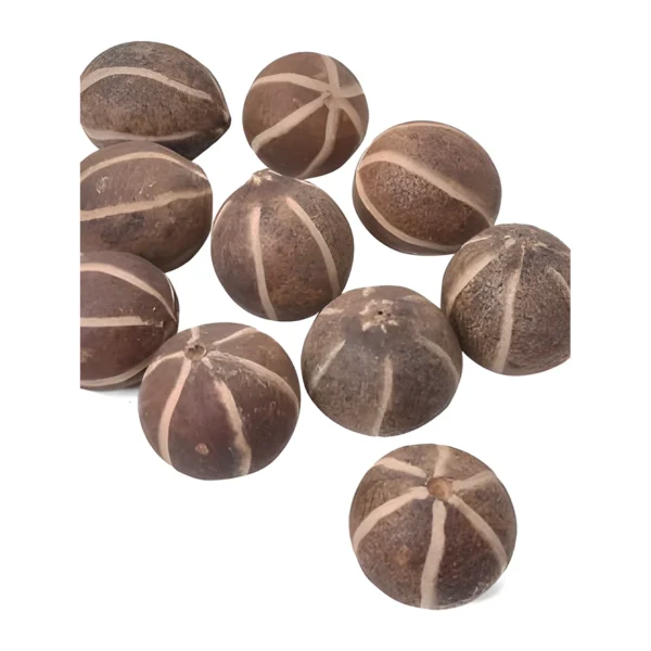 Zebra Pod EX28: a round, naturally dried seed pod in deep cocoa brown