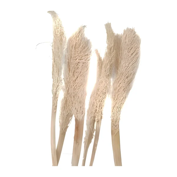 Khejur Jhar EX29: a naturally dried date-palm stem