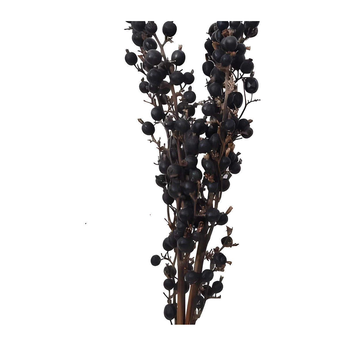 Black Berry EX30: a dried branching stem densely set with small, round, near-black berries on fine brown twigs