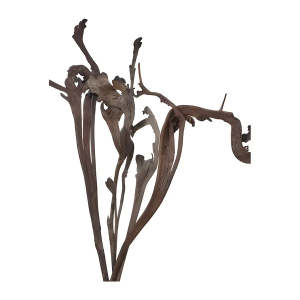 Nataraj EX32: a sculptural dried botanical stem