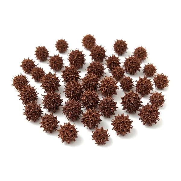 Casurina Pod EX36: a small, naturally dried spherical pod covered in short, hooked spikes