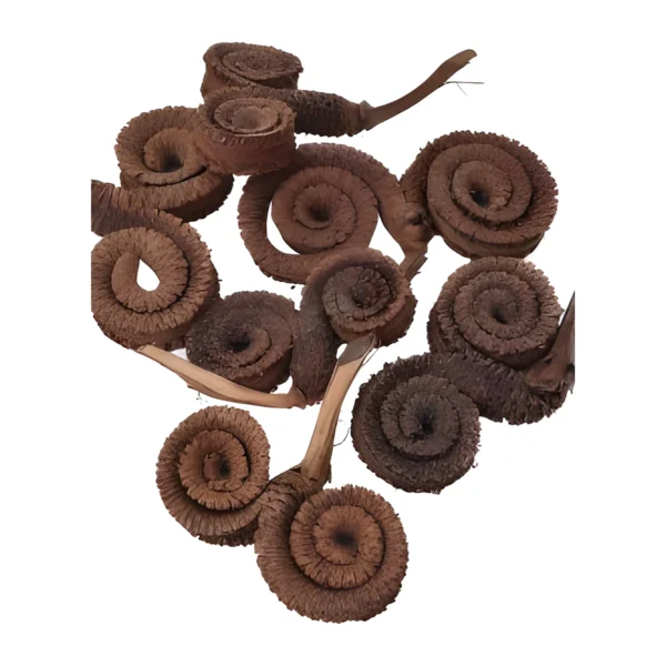 Palm Ring EX38: a naturally dried palm piece coiled into a spiral disc