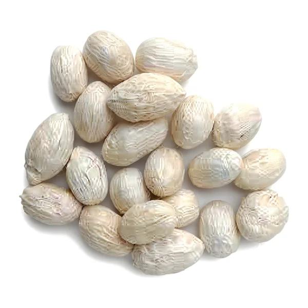 Amra Pod Bleached EX39: an oval, naturally dried pod with a fibrous, net-like surface