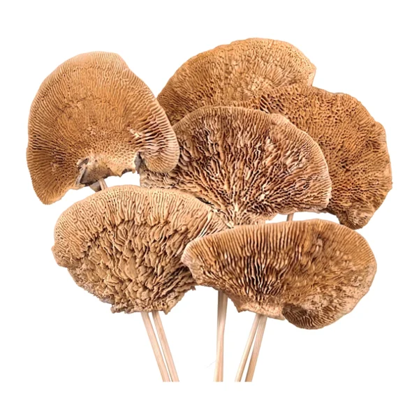 Sponge Mushroom Stick EX40: a naturally dried, fan-shaped mushroom cap