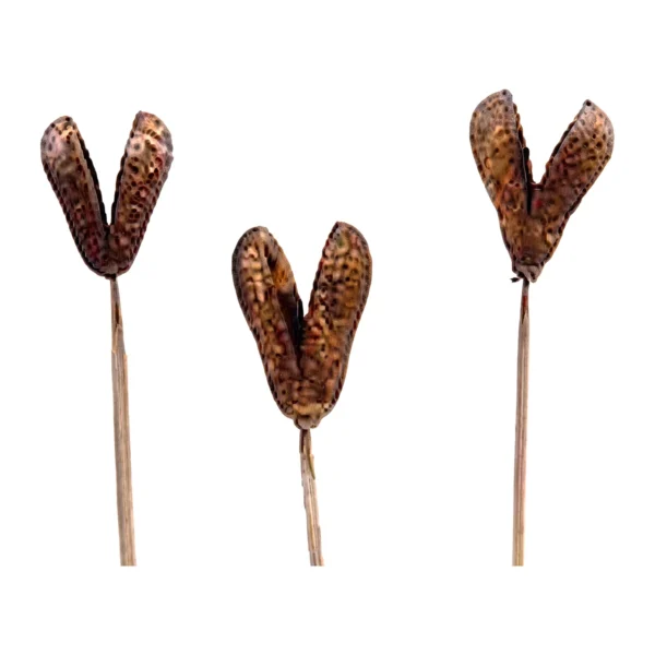 Bagon Fruit with Stick EX41: a naturally dried, two-lobed pod split open into a V shape