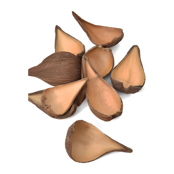 Pradeep Pod EX45: a naturally dried, teardrop-shaped shell half with a smooth tan interior and a fibrous brown outer skin