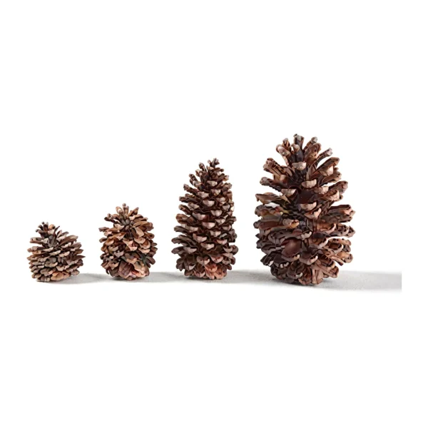 Pine All Type EX48: an assortment of naturally dried pine cones in graded sizes and shapes