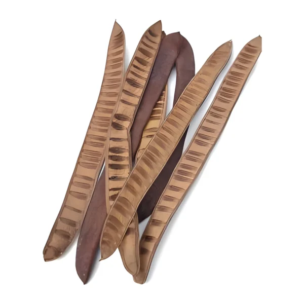 Step Fruit EX49: a long, flat, naturally dried pod half with a ladder-like pattern of ridges on its tan inner face