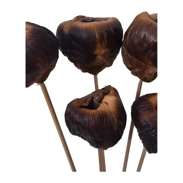 Talami EX50: a rounded, naturally dried fibrous head with an open crown