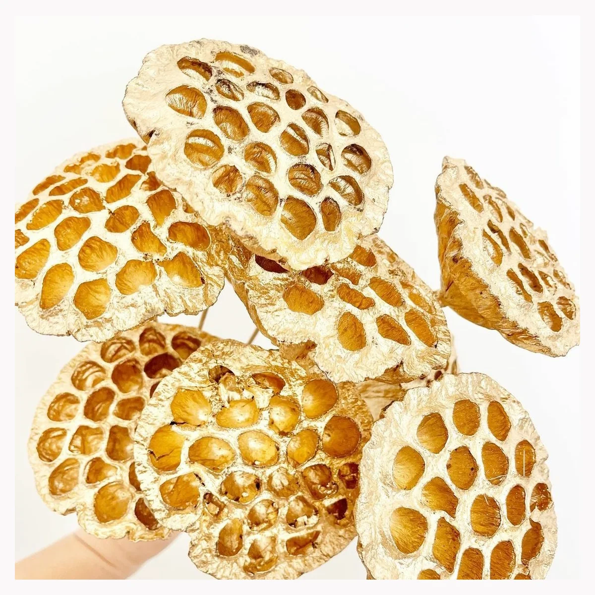 Gold Lotus Pod with Stick EX53: a dried lotus seed head painted gold and mounted on a thin stick – view 2