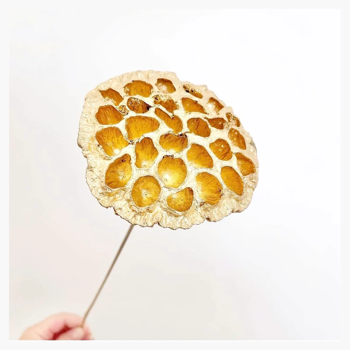 Gold Lotus Pod with Stick EX53: a dried lotus seed head painted gold and mounted on a thin stick