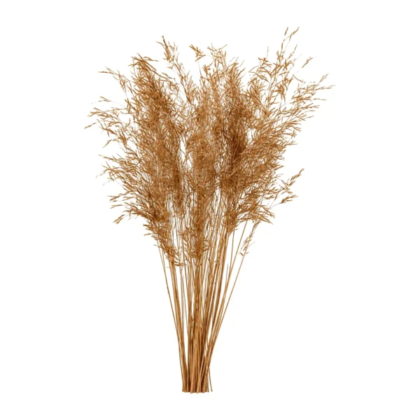 Munny Grass GR01: a naturally dried grass with fine, airy seed plumes on slender stems in a warm honey-tan shade