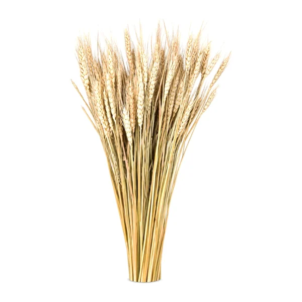 Wheat Grass Natural GR02: naturally dried wheat in its pale golden, straw-toned state