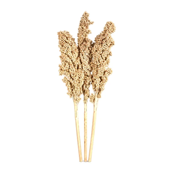 Corn Natural GR03: a naturally dried grain stem topped with a dense, drooping head of small round seeds in soft beige