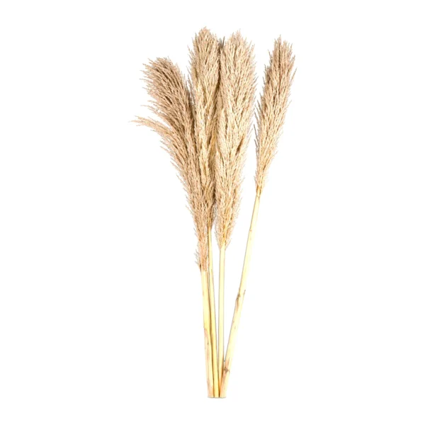 Dried Grasses