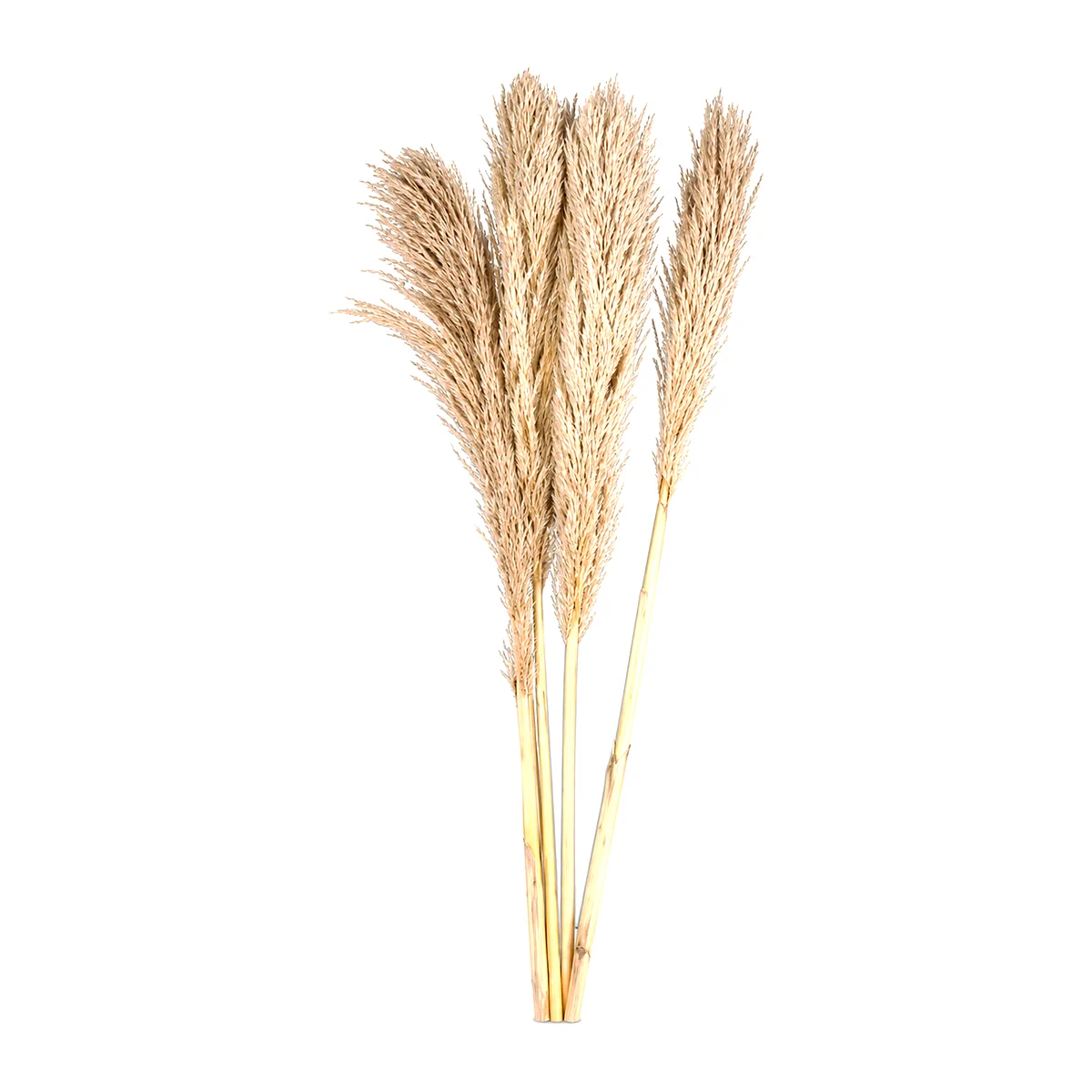 Pampas Natural GR04: naturally dried pampas grass with upright, fluffy plumes in soft beige on firm straw stalks
