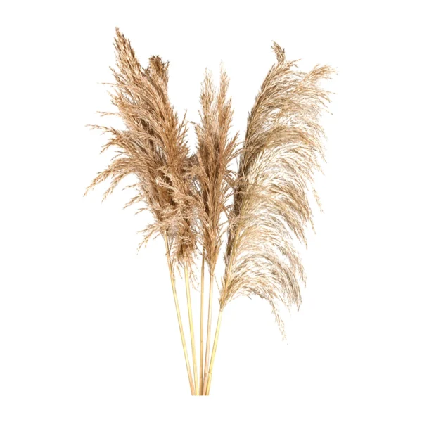 Bamboo Feather GR05: a naturally dried grass with large, loose, arching plumes