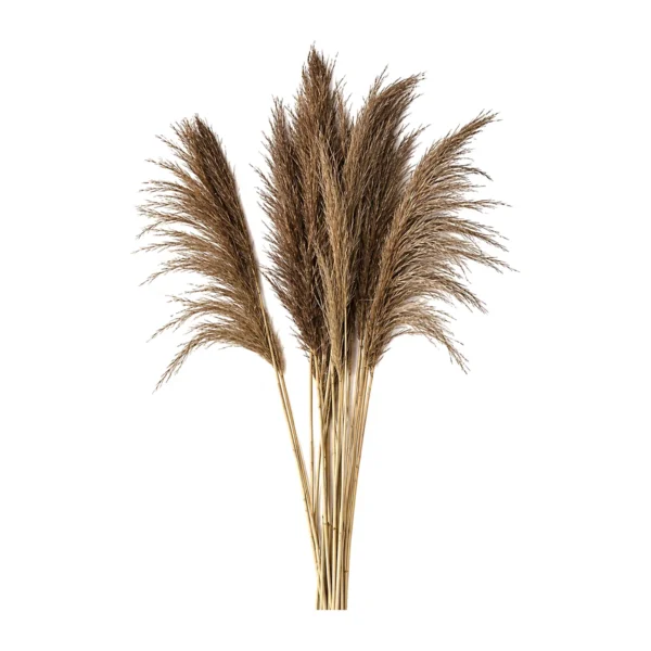 Bamboo Grass GR06: a naturally dried grass with feathery cocoa-brown plumes on tall, thin golden stems