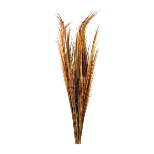 Broom Grass GR07: a naturally dried bunch of fine, bristle-like grass stems in amber-orange with darker brown depths