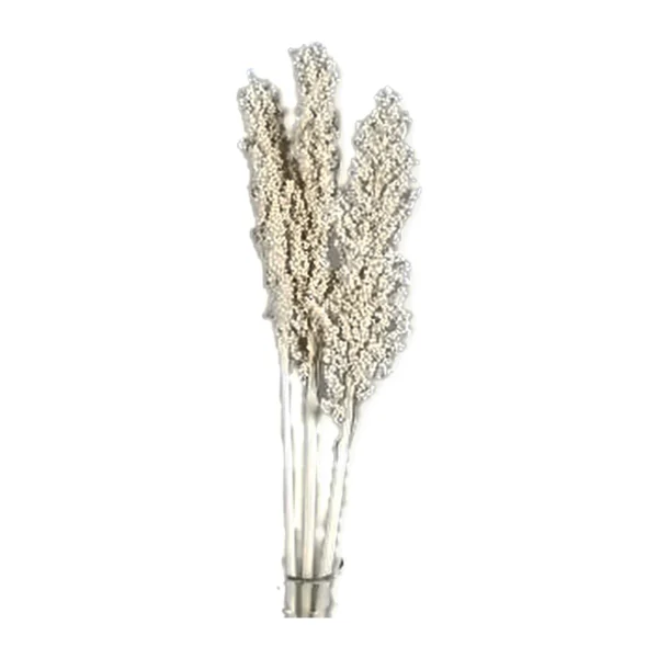 Corn Bleached GR08: a dried grain stem bleached to a soft off-white, with dense beaded seed heads and pale stalks