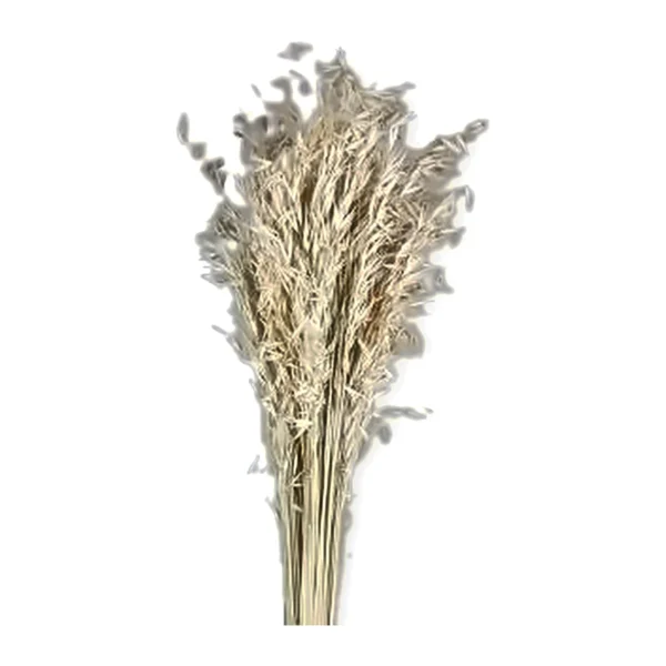 Job Grass GR10: a naturally dried grass with loose, nodding heads of papery, oat-like spikelets in pale cream on fine stems