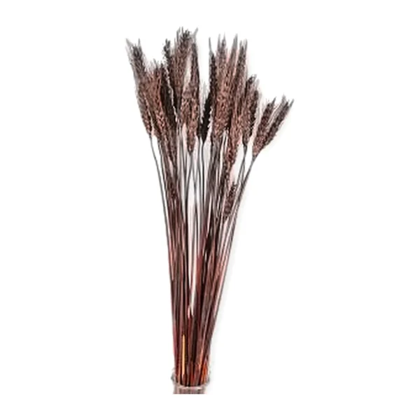 Wheat Grass Dark Brown GR11: dried wheat finished in a deep dark brown, with slim bearded ears