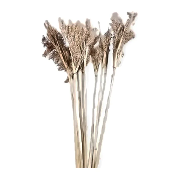 Monu Willy Bloom GR12: a naturally dried grass with fan-shaped, finely grained seed heads in taupe-grey