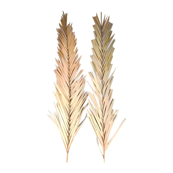 Khejur Leaf LE02: whole dried khejur (date palm) leaves with a central rib