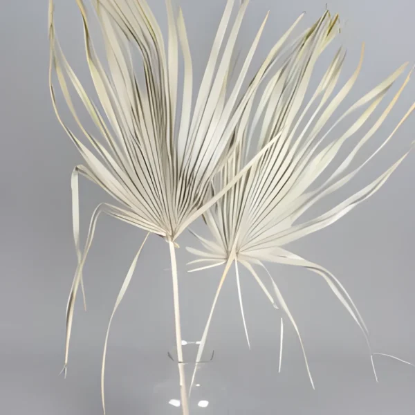 Palm Leaf Uncut LE06: uncut dried palm leaf with its full fan of long, ribbon-like segments left intact