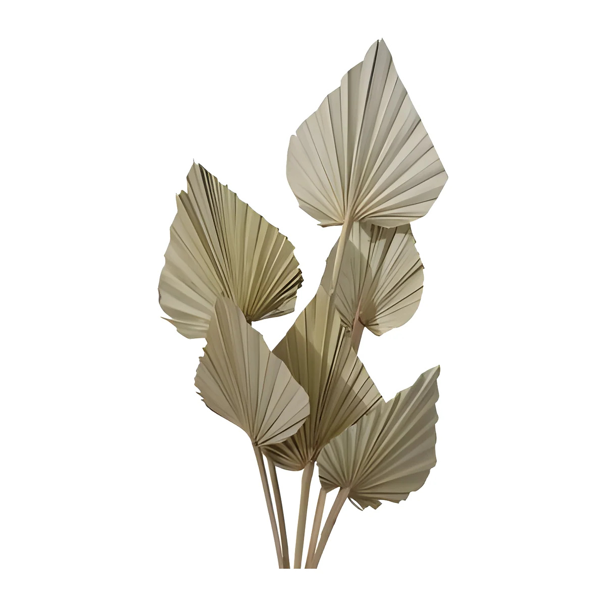 Palm Spear LE10: natural palm spears in a soft sage-khaki tone