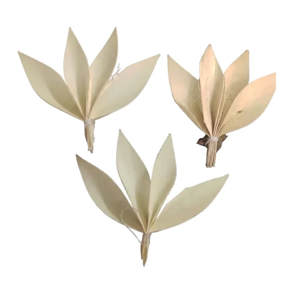 Sola Fan MI02: slender, pointed sola pith blades folded and gathered at the base