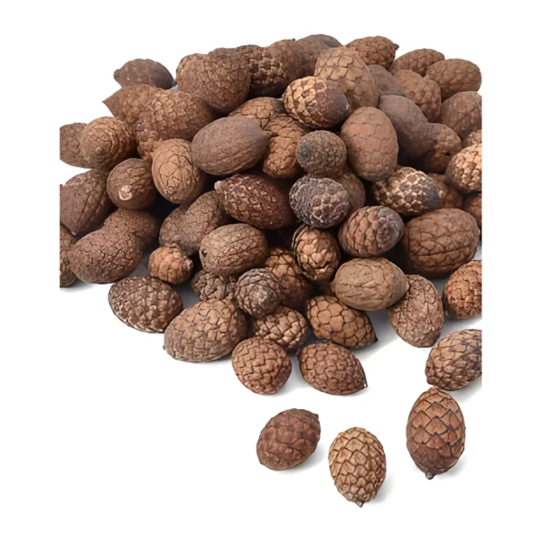 Cane Fruit PO04: a naturally dried, oval rattan-palm fruit covered in overlapping scales