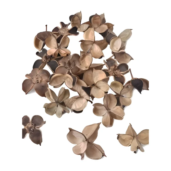 Cotton Flower Husk PO07: the naturally dried, opened husk of the cotton boll, spreading into a star-like bloom