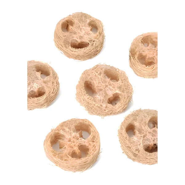 Luffa Slice PO14: a naturally dried cross-section of luffa gourd, a round web of pale beige fibres with open chambers