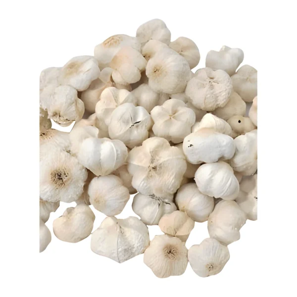 Paras Pod Bleached PO18: a rounded, lobed seed pod dried and bleached to a soft ivory white