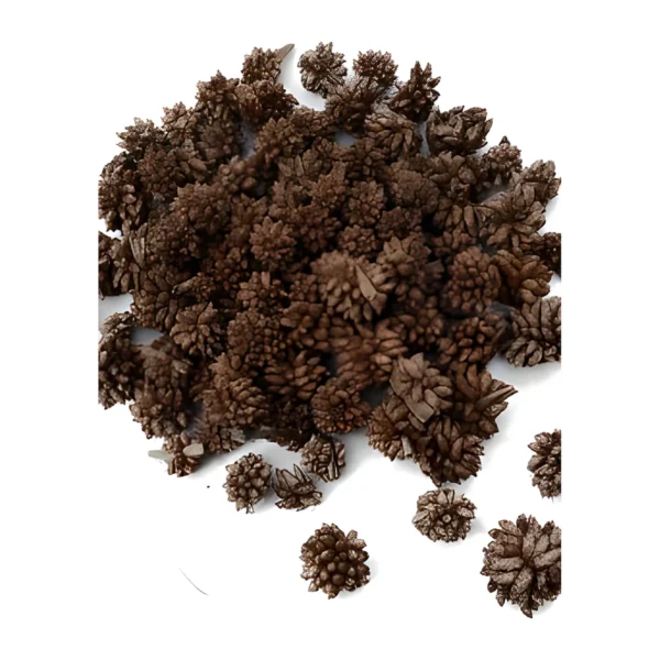 Star Flower – Dark Brown PO21: a small, naturally dried flower head with spiky, overlapping bracts in deep brown
