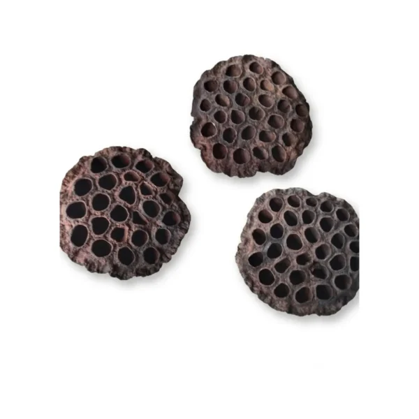 Lotus Pod Natural PO22 supplies naturally dried lotus seed heads in deep brown