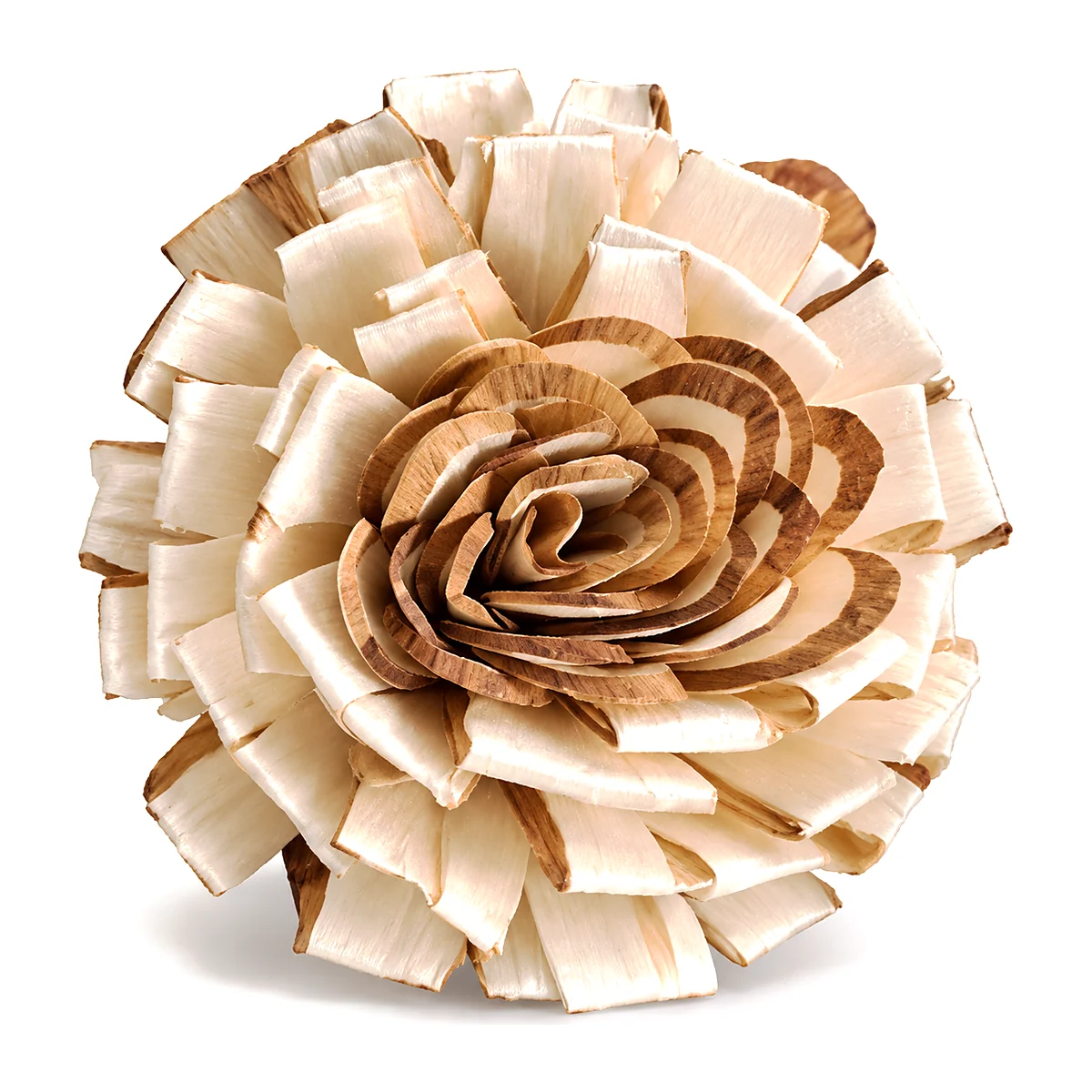 Sola Kadom Center Brown SO08: a ruff of square-cut ivory sola petals with a coiled, brown-edged rose centre
