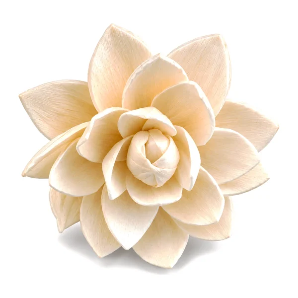 Sola Lotus – Broad Petal SO13: an ivory sola lotus with broad, almond-shaped pointed petals